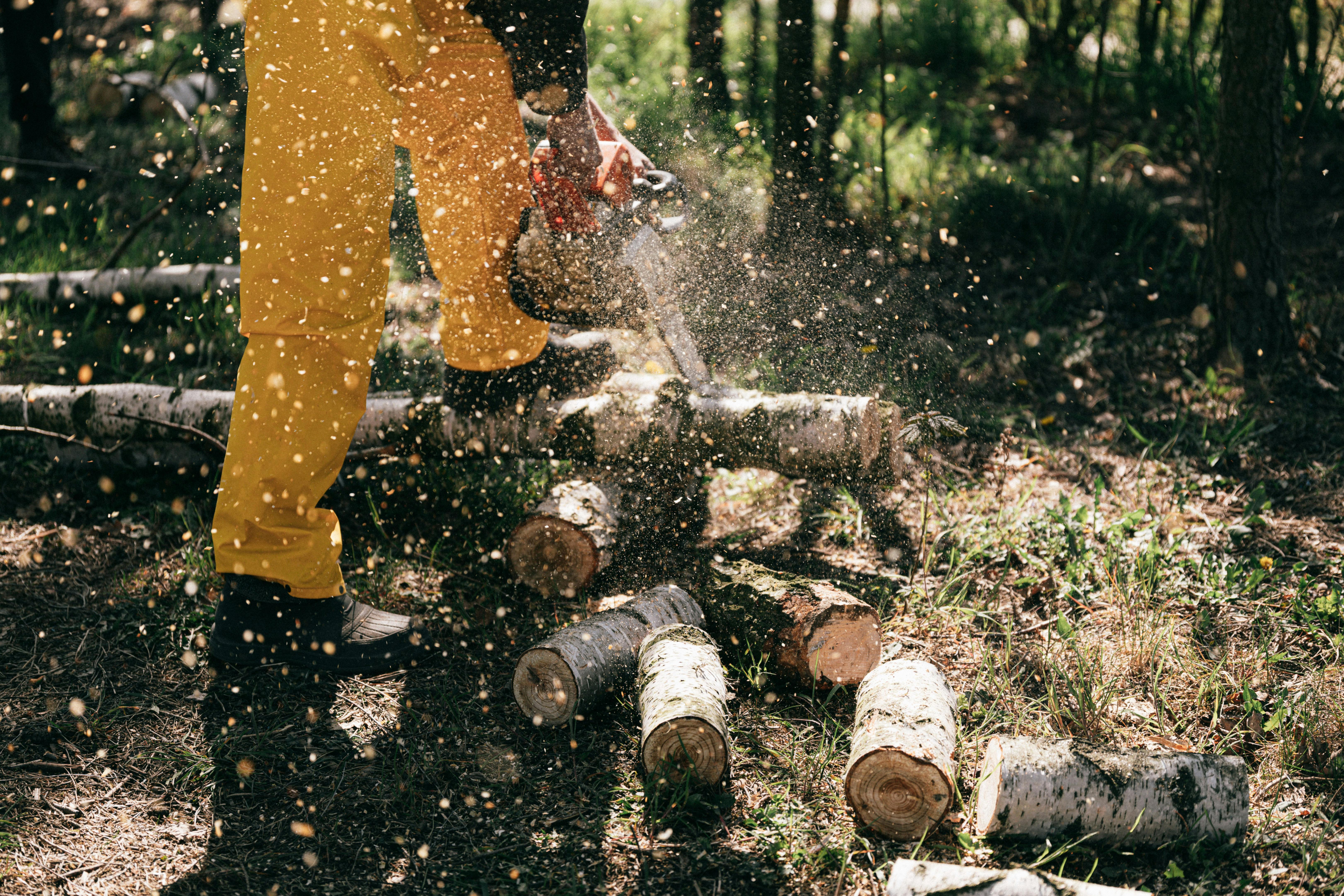 Safe Tree Removal Services
